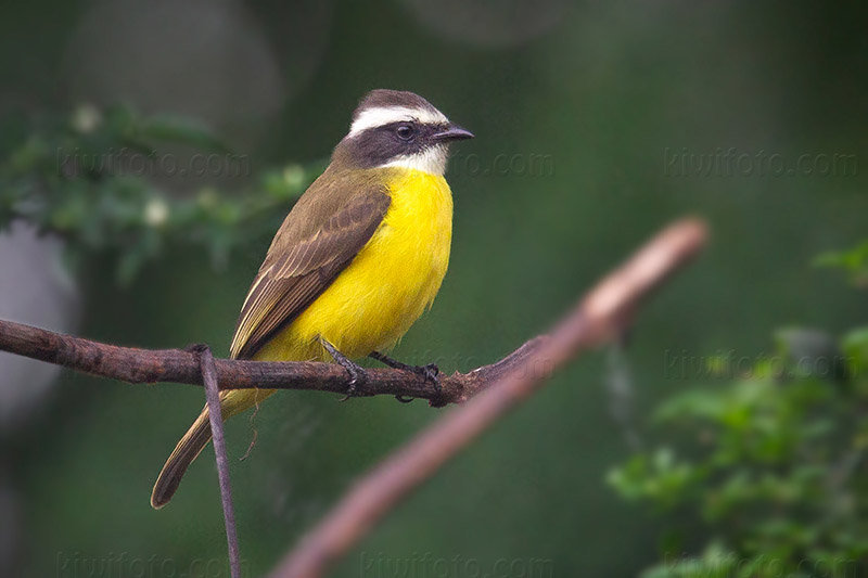 Social Flycatcher Photo @ Kiwifoto.com