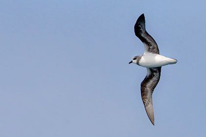 Soft-plumaged Petrel Image @ Kiwifoto.com