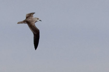 Soft-plumaged Petrel