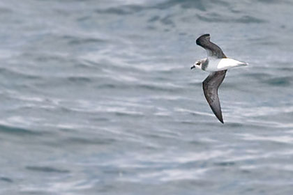 Soft-plumaged Petrel Photo @ Kiwifoto.com