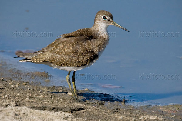 Solitary Sandpiper