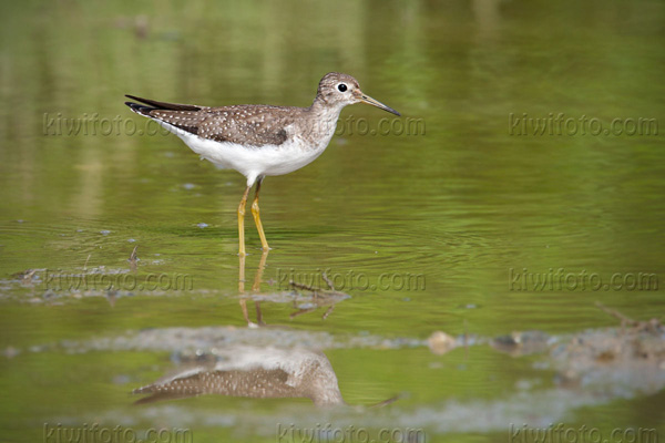 Solitary Sandpiper Image @ Kiwifoto.com