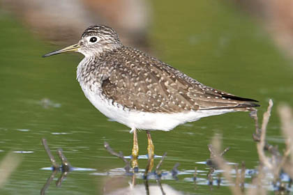 Solitary Sandpiper Photo @ Kiwifoto.com