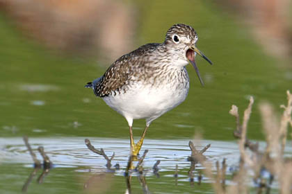 Solitary Sandpiper Picture @ Kiwifoto.com