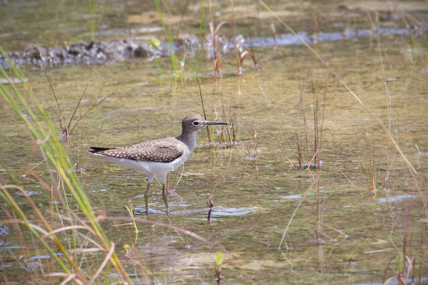 Solitary Sandpiper Image @ Kiwifoto.com