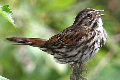 Song Sparrow Image @ Kiwifoto.com