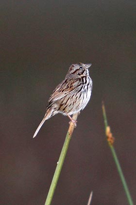 Song Sparrow Photo @ Kiwifoto.com