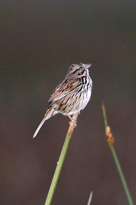 Song Sparrow Picture @ Kiwifoto.com