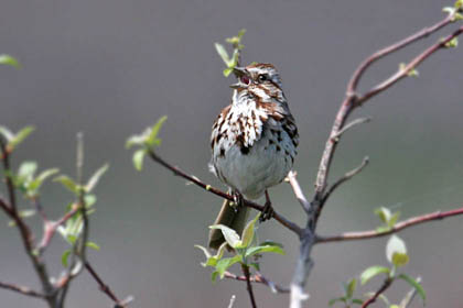 Song Sparrow Image @ Kiwifoto.com