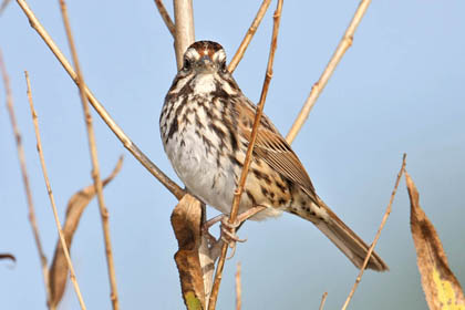 Song Sparrow Picture @ Kiwifoto.com