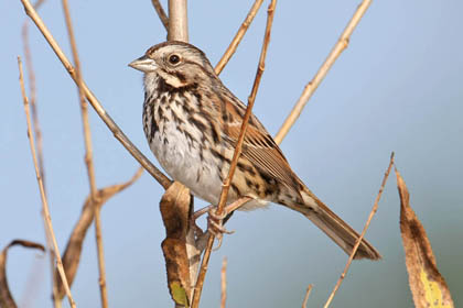 Song Sparrow Image @ Kiwifoto.com