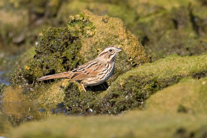 Song Sparrow Image @ Kiwifoto.com