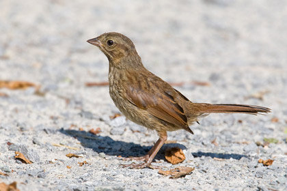 Song Sparrow (Northwestern Race)