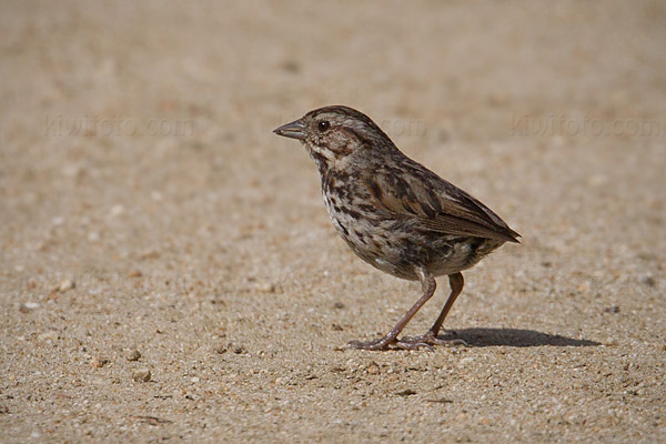 Song Sparrow Picture @ Kiwifoto.com