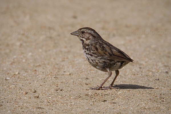 Song Sparrow Image @ Kiwifoto.com