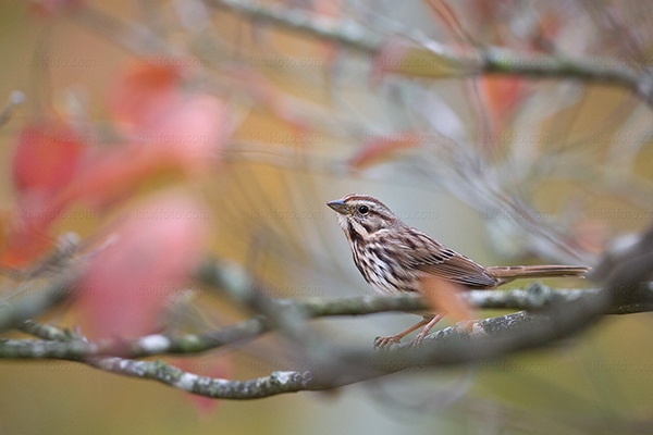 Song Sparrow Picture @ Kiwifoto.com