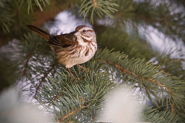 Song Sparrow Image @ Kiwifoto.com