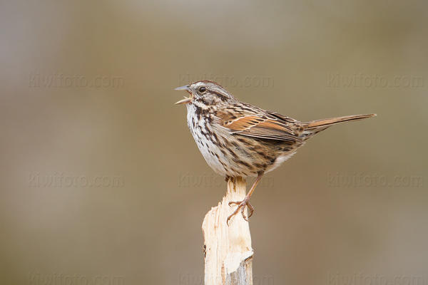 Song Sparrow Image @ Kiwifoto.com