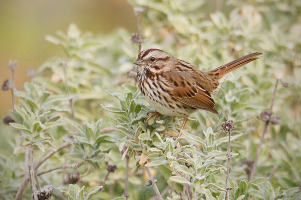Song Sparrow Photo @ Kiwifoto.com