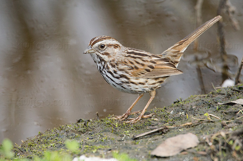 Song Sparrow Photo @ Kiwifoto.com