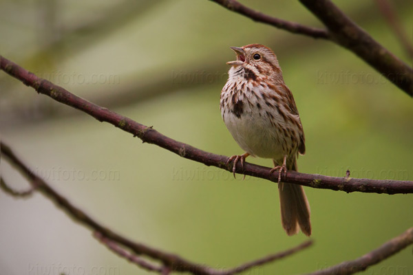 Song Sparrow Image @ Kiwifoto.com