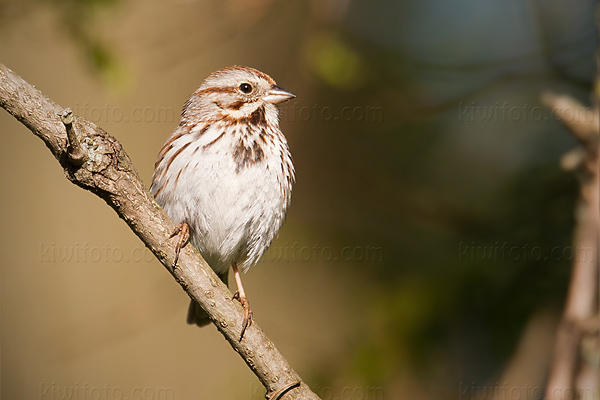 Song Sparrow Picture @ Kiwifoto.com