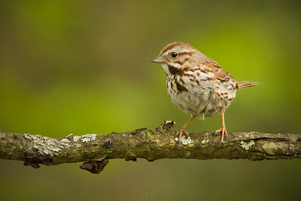 Song Sparrow Image @ Kiwifoto.com