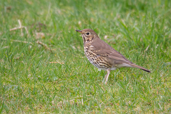 Song Thrush