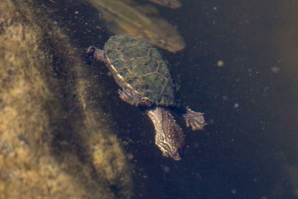 Sonoran Mud Turtle Photo @ Kiwifoto.com