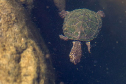 Sonoran Mud Turtle Picture @ Kiwifoto.com