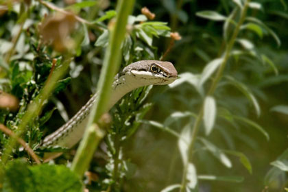 Sonoran Whipsnake