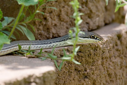 Sonoran Whipsnake