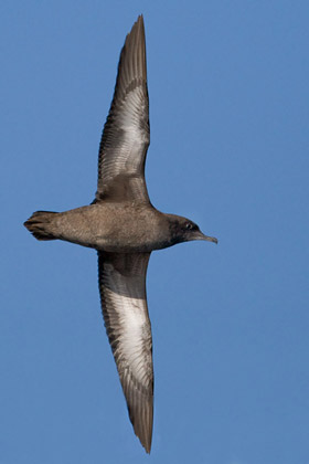 Sooty Shearwater Picture @ Kiwifoto.com