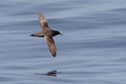 Sooty Shearwater Image @ Kiwifoto.com