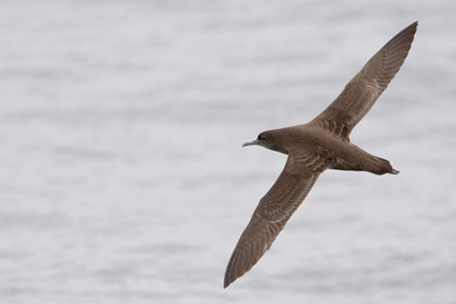 Sooty Shearwater