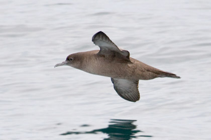 Sooty Shearwater Image @ Kiwifoto.com