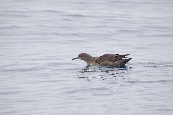 Sooty Shearwater Image @ Kiwifoto.com