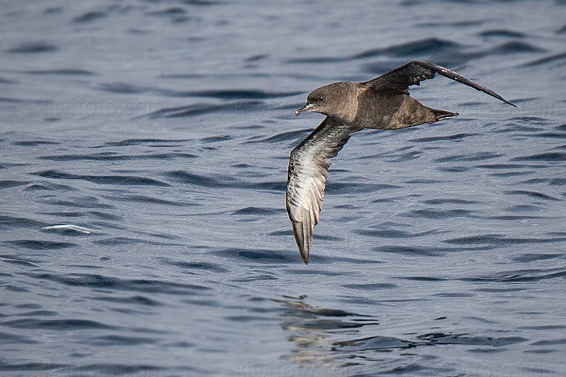 Sooty Shearwater Image @ Kiwifoto.com