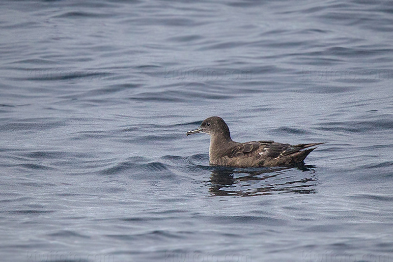 Sooty Shearwater @ Redondo Beach (pelagic waters), CA