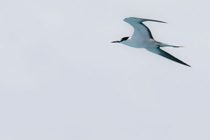 Sooty Tern Image @ Kiwifoto.com