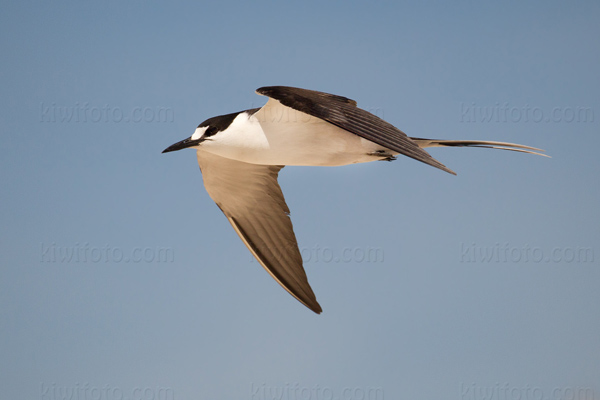 Sooty Tern