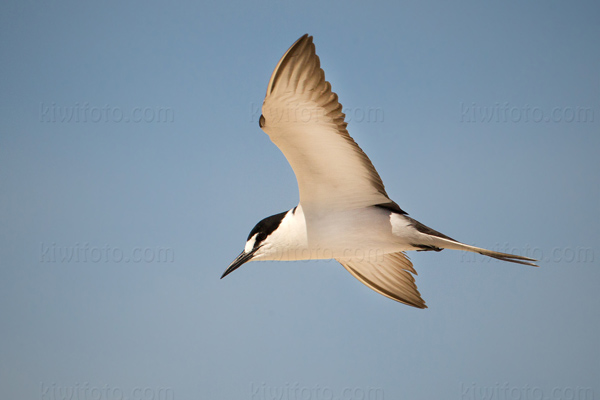 Sooty Tern Photo @ Kiwifoto.com