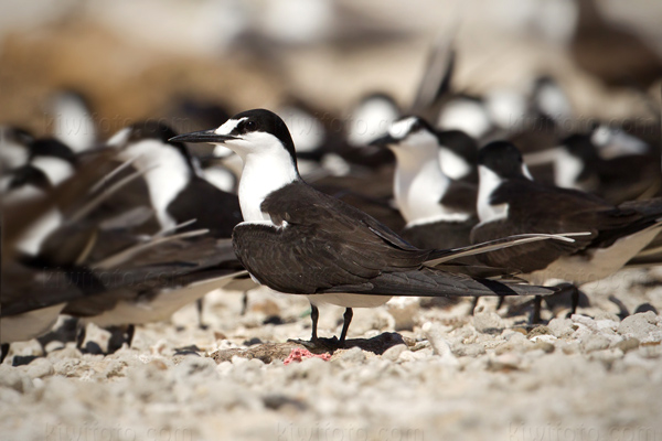 Sooty Tern Image @ Kiwifoto.com