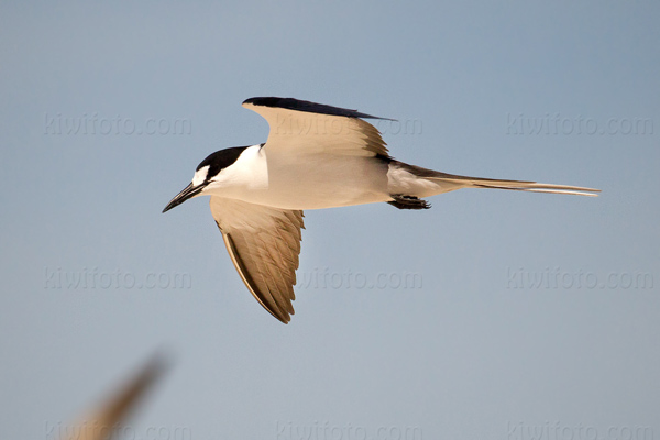 Sooty Tern Photo @ Kiwifoto.com