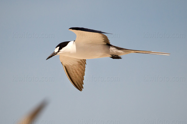 Sooty Tern Image @ Kiwifoto.com