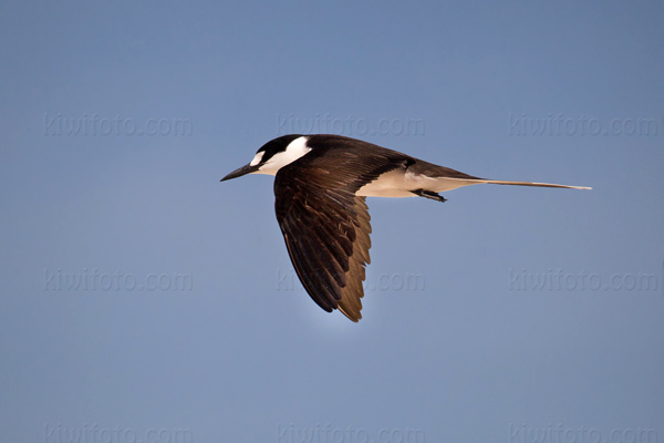 Sooty Tern Image @ Kiwifoto.com
