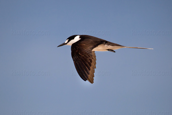 Sooty Tern Photo @ Kiwifoto.com