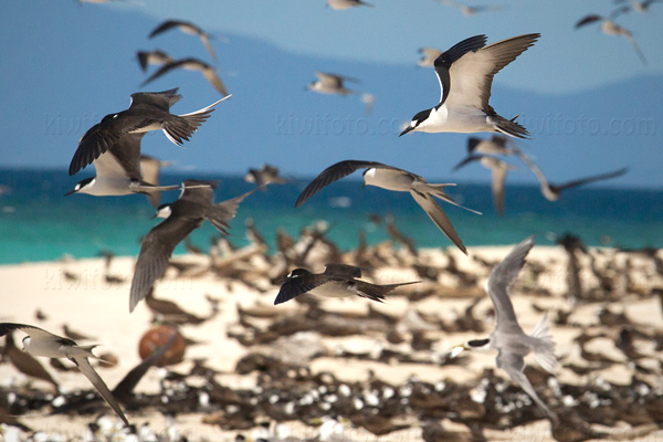 Sooty Tern Photo @ Kiwifoto.com