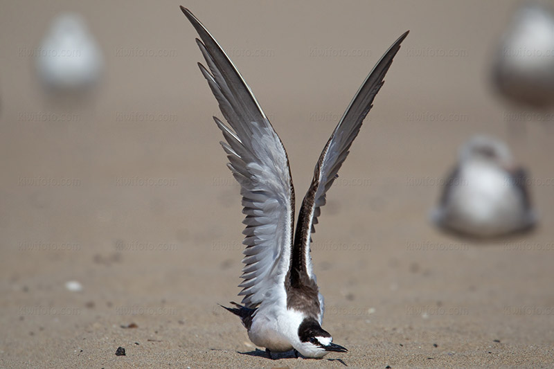 Sooty Tern Photo @ Kiwifoto.com
