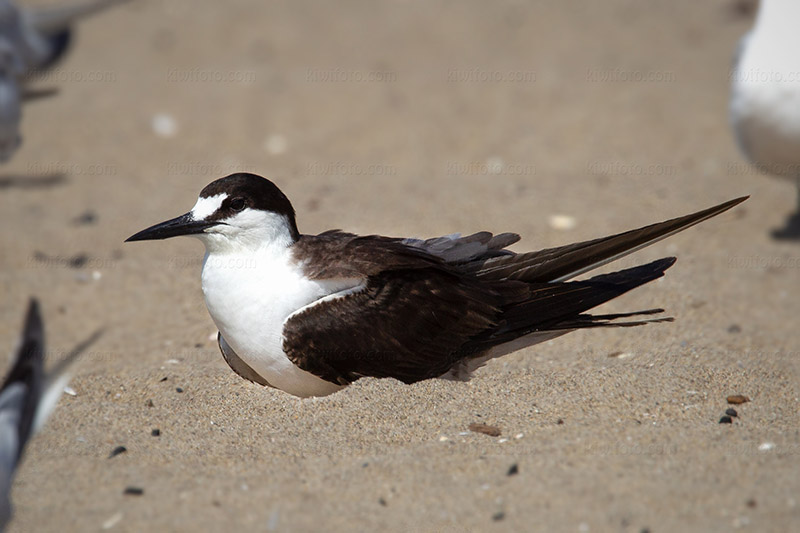 Sooty Tern @ El Segundo (Dockweiler State Beach), CA